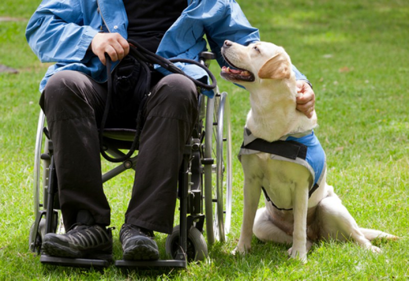 immagine articolo GdL Psicologia delle Disabilita'